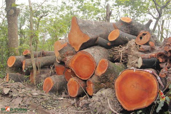 Đấu[-]giá[-]gỗ[-]cây[-]xanh[-]bị[-]chặt[-]trên[-]các[-]phố[-]Hà[-]Nội[-]